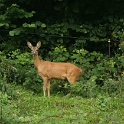 Chevreuils au chalet - 028